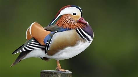 Learn about the mysterious mandarin duck in New York's Central Park