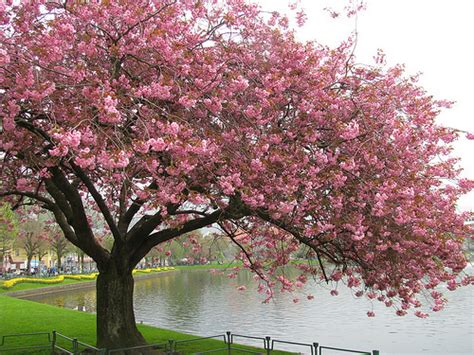 Cherry Blossom Tree - trees Photo