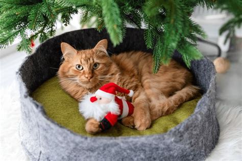 3+ Thousand Cats Under Christmas Tree Royalty-Free Images, Stock Photos & Pictures | Shutterstock