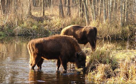 Newsela | In Chernobyl's post-apocalyptic exclusion zone, animals are thriving