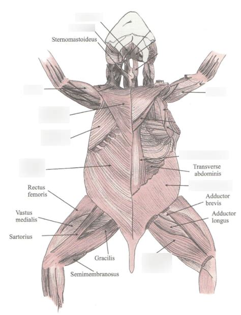 ventral rabbit muscles Diagram | Quizlet