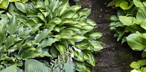 Grow a Lush Shade Garden With Hostas - This Old House