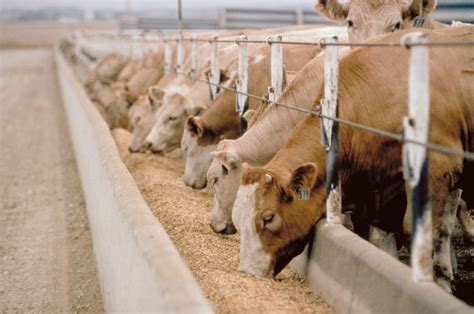 Eating The Cow = Testosterone, Eating The Grains They Feed The Cow = Estrogen!