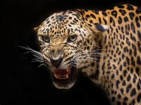 Premium Photo | Leopard is roaring on black.