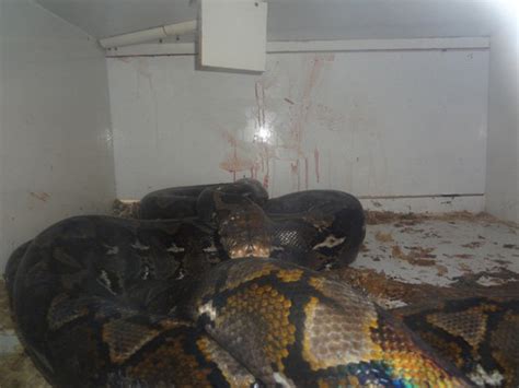 SNAKE ATTACK: 20ft python bites and chokes owner | Daily Star