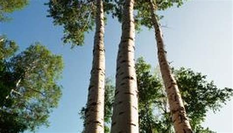 Poplar Tree Identification | Sciencing