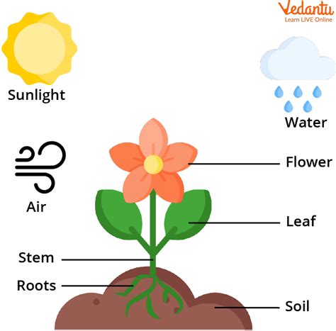 Flowering Plants: Learn Definition, Parts and Examples