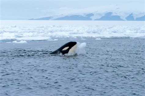 Arctic Animals: 21 Incredible Creatures You'll Only Find In The Snow