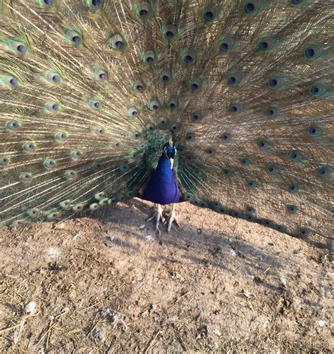 Rare Peafowl Breeds - Peacocks UK