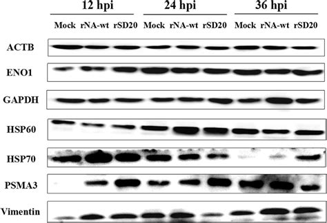 Western blot analysis of selected proteins. The proteins were detected... | Download Scientific ...