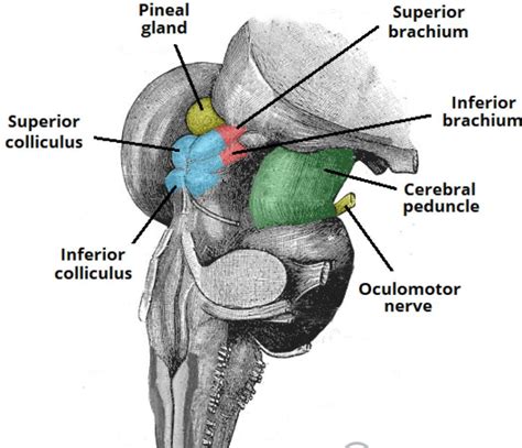 Superior Collicula & Inferior Colliculi (@superiorcollic) / Twitter | Managing emotions, Medical ...