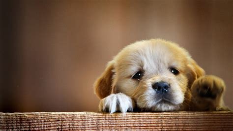 HD Cute Puppy Wallpaper – Cute Wallpapers 2024