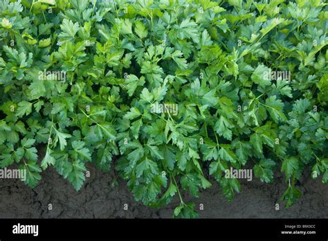 Italian Parsley growing, organic Stock Photo - Alamy