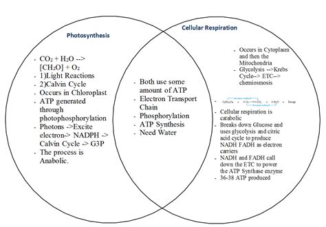 Sean Nguyen Biology AP Blog: Photosynthesis and Cellular Respiration Comparison