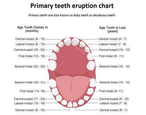 Teeth eruption chart for deciduous and permanent teeth | News | Dentagama