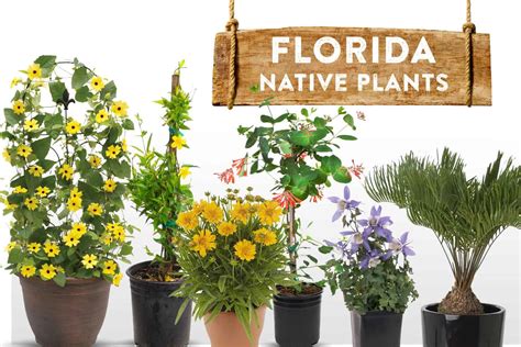 Plants That Are Native To Florida Shop | cdlguaiba.com.br