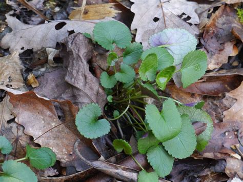 Crenate leaf margins | Identify that Plant