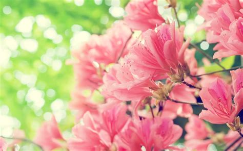 Spring Flowers Wallpapers HD (50+ Images) Free Download