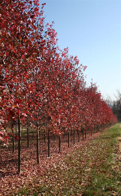 October Glory Red Maple - Late Fall - Shade Tree Farm | Shade Tree Farm