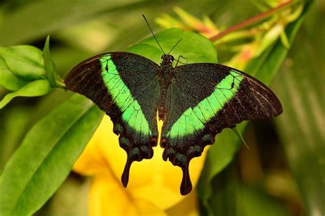 16 Most Beautiful Butterflies In The World - Red Rock Scenic By Way