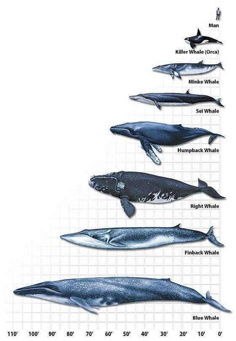 New Research Shows Blue Whales Live Off Newfoundland Coast Year Round According to Underwater ...