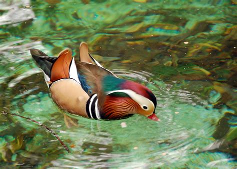 Dosya:Mandarin Duck (Aix galericulata).jpg - Vikipedi