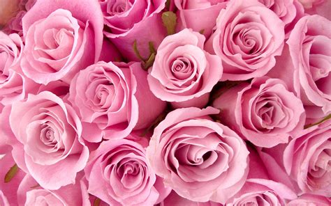 🔥 [46+] Pink Roses Wallpapers Images | WallpaperSafari