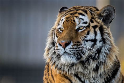 Tiger Closeup 4k Wallpaper,HD Animals Wallpapers,4k Wallpapers,Images,Backgrounds,Photos and ...