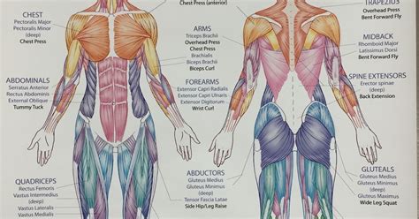 Female Upper Back Muscles Anatomy