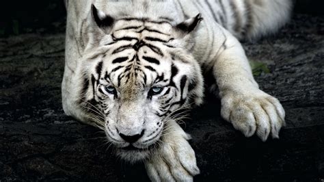 Tiger Albino, HD Animals, 4k Wallpapers, Images, Backgrounds, Photos and Pictures