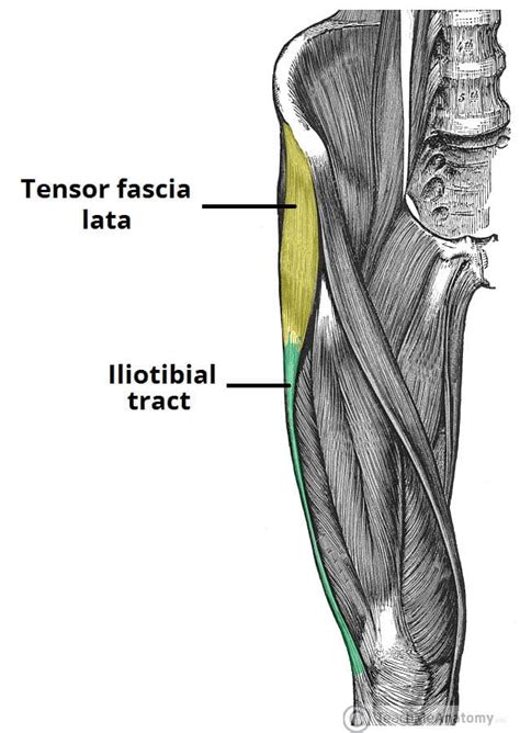 The Fascia Lata - Structure - Iliotibial Tract - TeachMeAnatomy