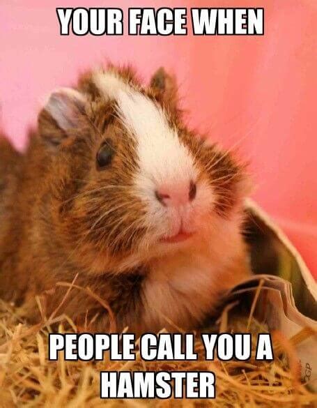 Guinea Pig Memes That Will Make You Laugh! - Merry About Town