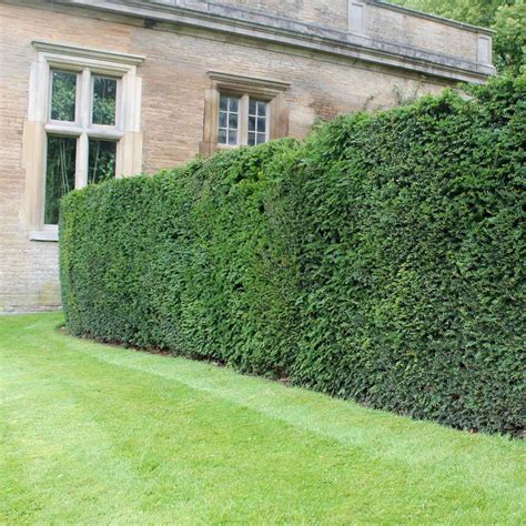 English Yew | Taxus baccata | Hedges Direct