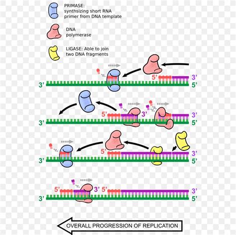 DNA Replication Primer Biology DNA Polymerase, PNG, 549x818px, Dna Replication, Area, Biology ...