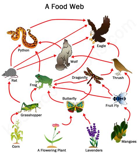 Food Chains and Food Webs | Examples of Food Chains and Food Webs