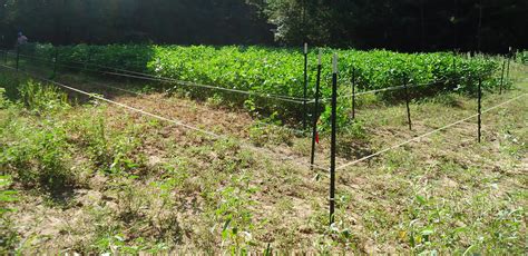 Four-wire electric fence system best control of deer access to food plots | AgriLife Today