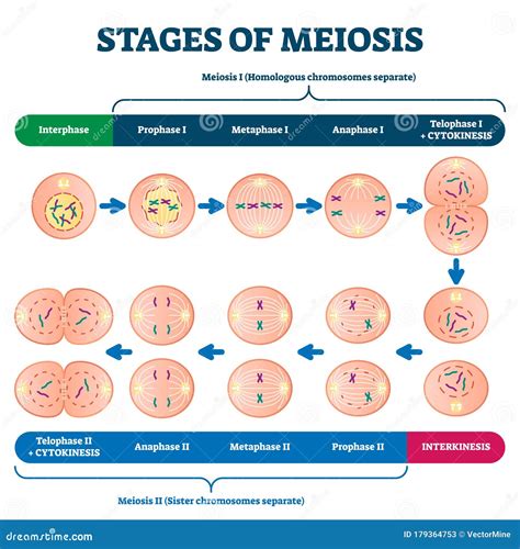 Meiosis Ii Phases And Significance Of Meiosisii Cell