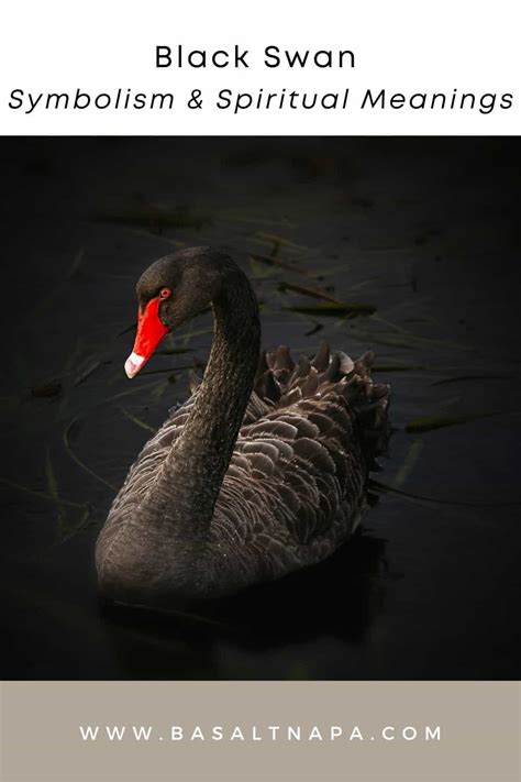 Black Swan Symbolism & Spiritual Meanings