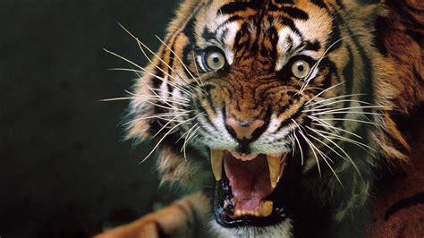 Angry Tiger Wallpapers - Top Free Angry Tiger Backgrounds - WallpaperAccess