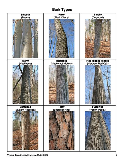 Tree Bark Identification Chart