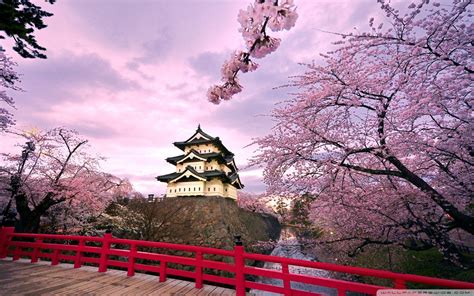 Japan Cherry Blossom Wallpapers - Top Free Japan Cherry Blossom Backgrounds - WallpaperAccess