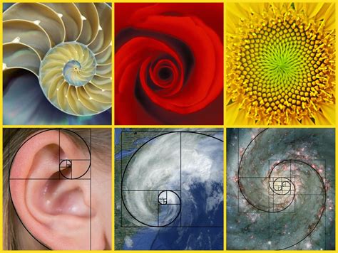 Fibonacci numbers fibonacci sequence in nature - ressvr