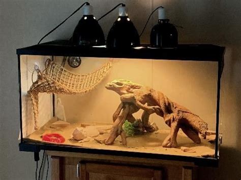 Bearded Dragon Tank Setup 101: How to Create the Best Home for Your Ne in 2023 | Bearded dragon ...