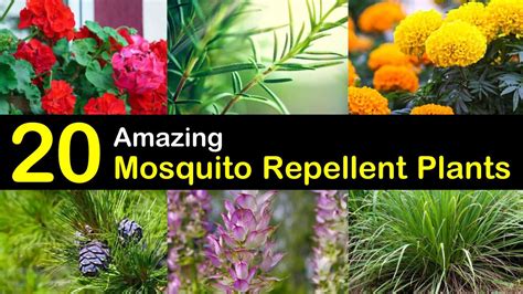 Keeping Mosquitoes Away - 20 Mosquito Repellent Plants