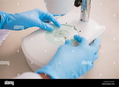 Scientist examining petri dish under microscope Stock Photo - Alamy