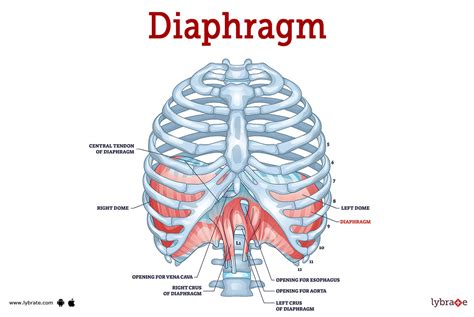 Respiratory System Diaphragm Function