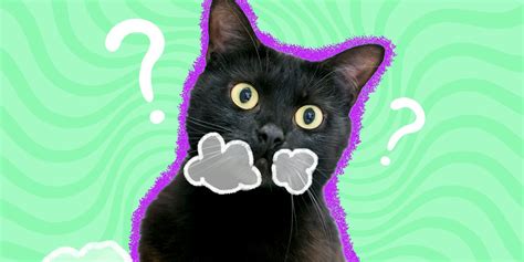 Cat Throwing Up White Foam? A Vet Explains Possible Causes - DodoWell - The Dodo