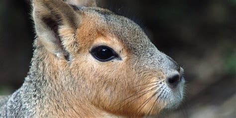 Patagonian mara | Smithsonian's National Zoo and Conservation Biology Institute