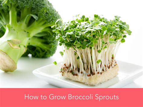 How to Grow Broccoli Sprouts - HormonesBalance.com