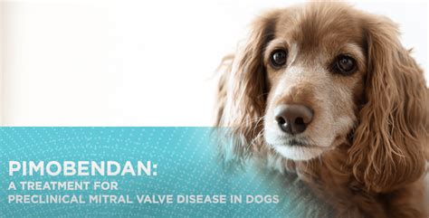 Heart disease in dogs described by Dr. Brian Scansen